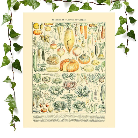 Vegetables art prints featuring a graden variety, vintage wall art room decor