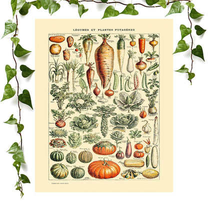 Vegetable Chart art prints featuring a botanical decor, vintage wall art room decor