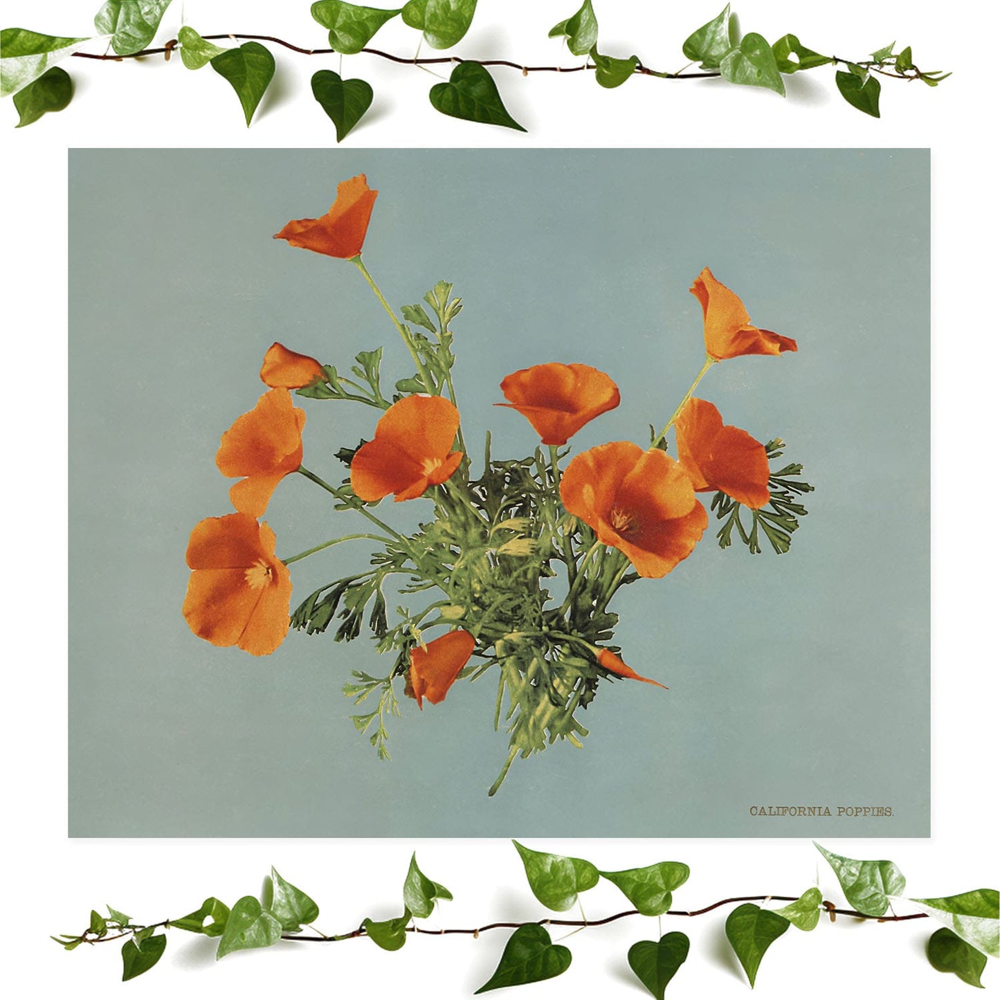 Vintage Floral art print featuring poppy flowers, vintage wall art room decor
