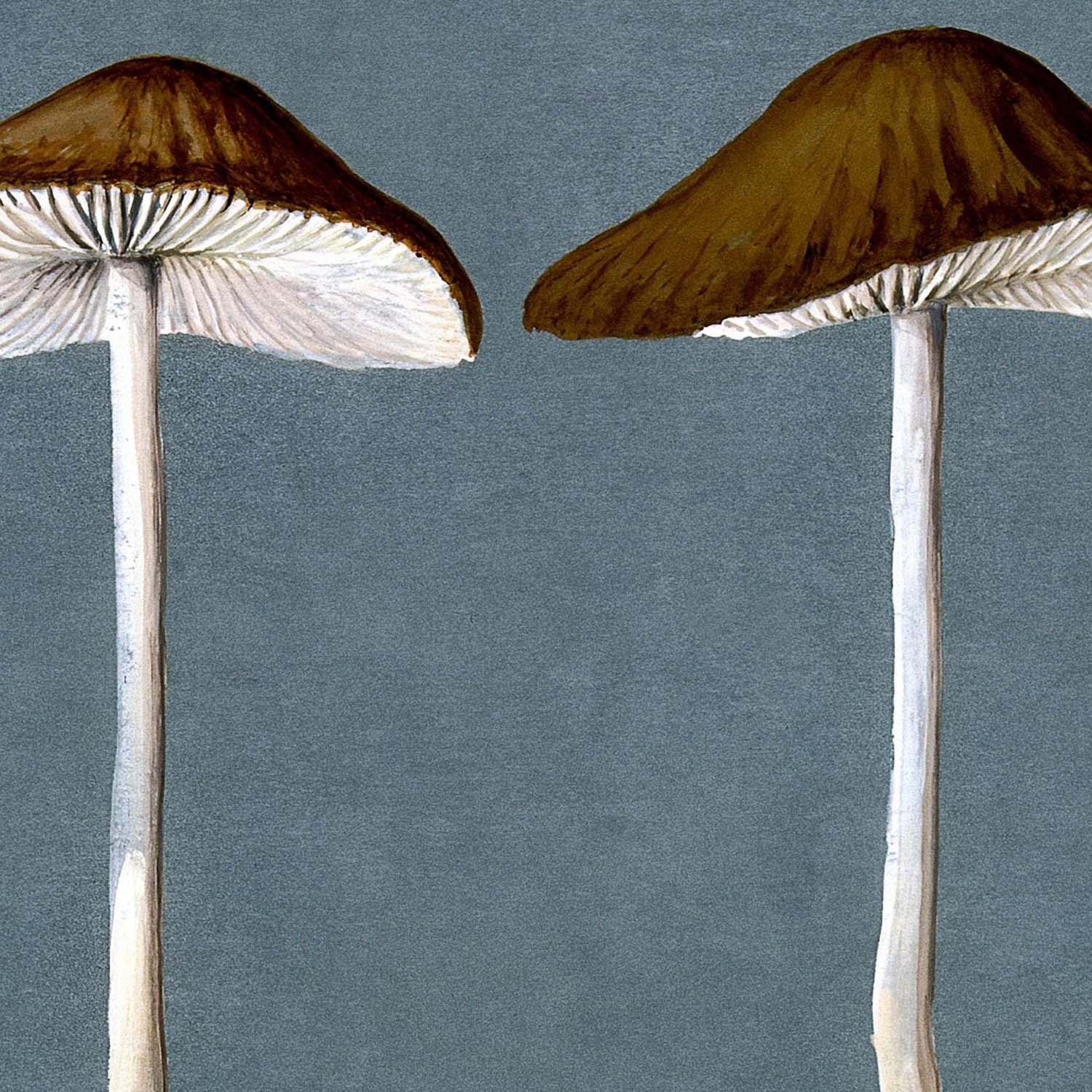 Vintage Mushrooms Art Print Close Up Detail Shot 2