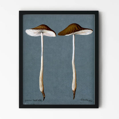 Vintage Mushrooms Art Print in Black Picture Frame