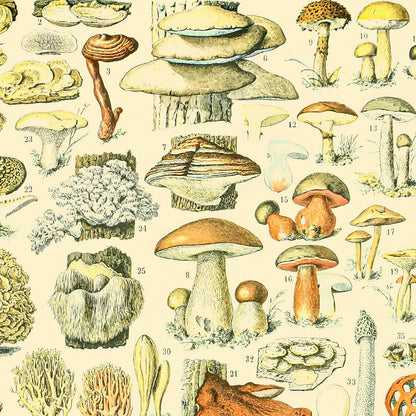 Vintage Mushroom Art Print Close Up Detail Shot 2