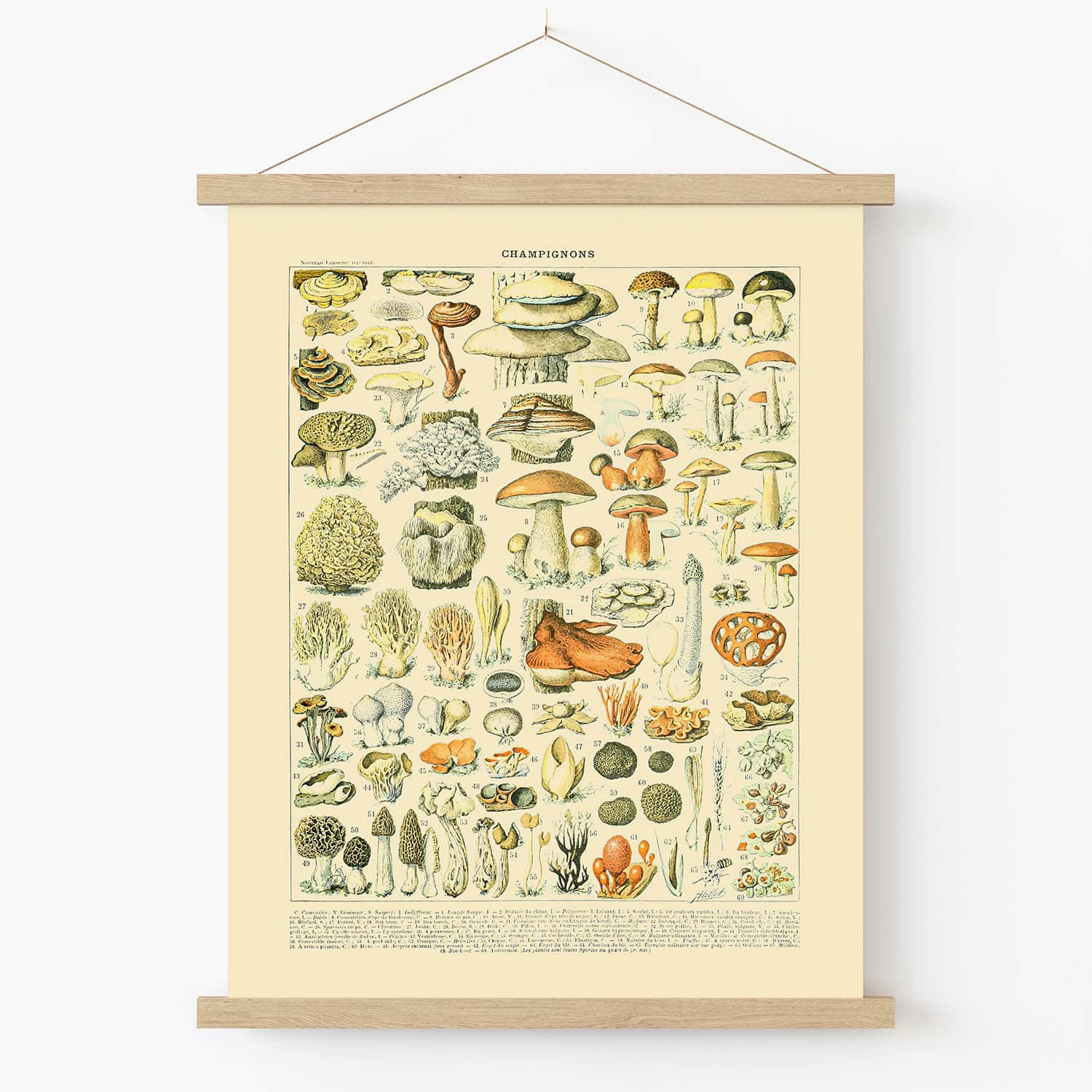 Dufour Champignons Plate 7 Vintage Mushroom Print Antique Plant Drawings Ready to popular Hang Kitchen Art Decor Canvas Scroll