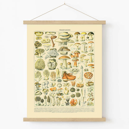 Vintage Mushroom Art Print in Wood Hanger Frame on Wall