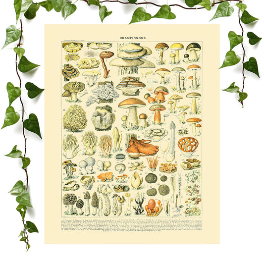 Vintage Mushroom art prints featuring a plant poster, vintage wall art room decor