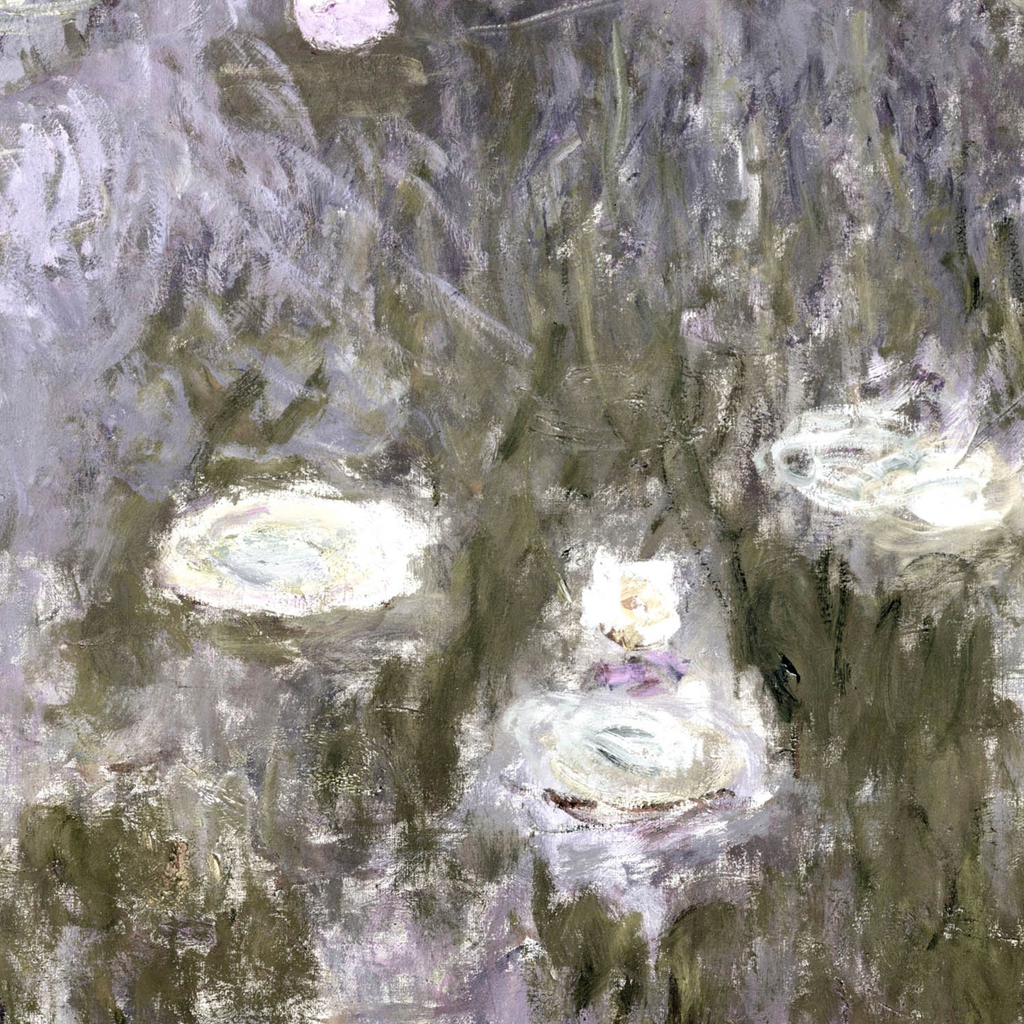 White Lilies on a Pond Art Print Close Up Detail Shot