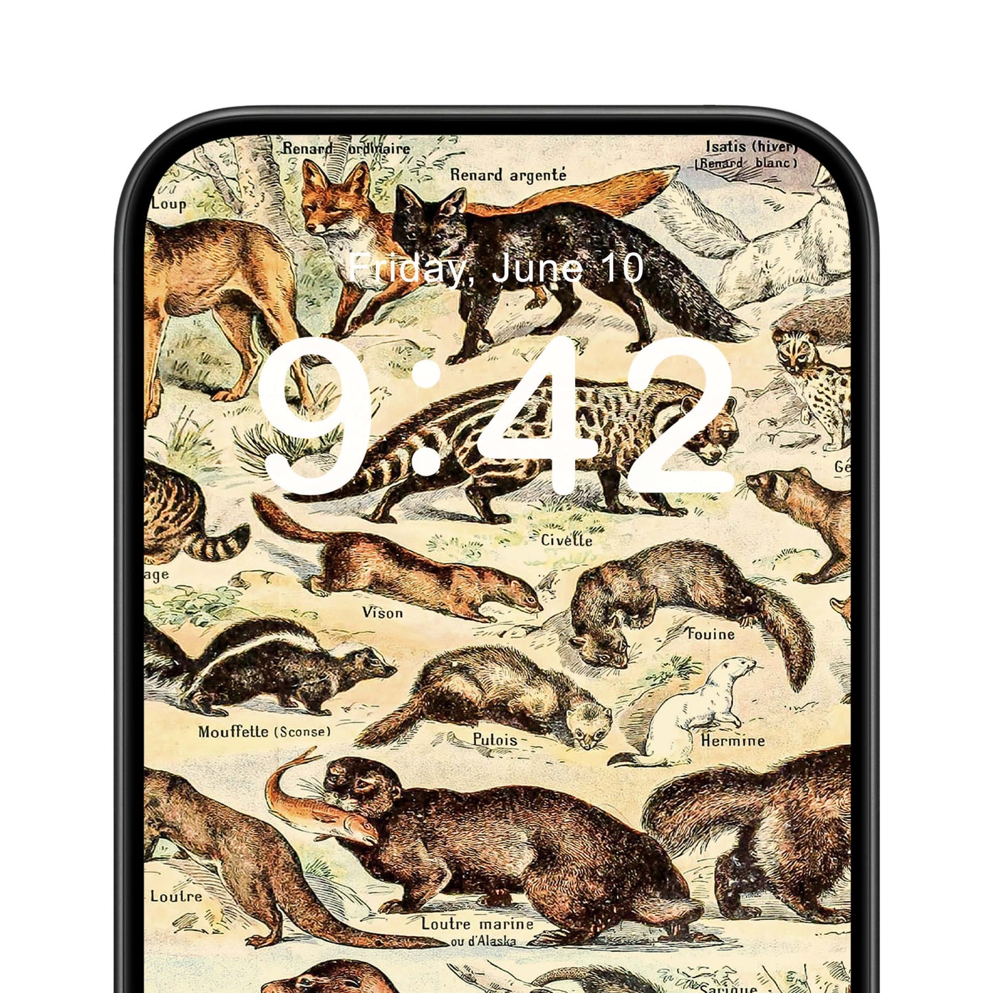 Wild Animals Phone Wallpaper Close Up