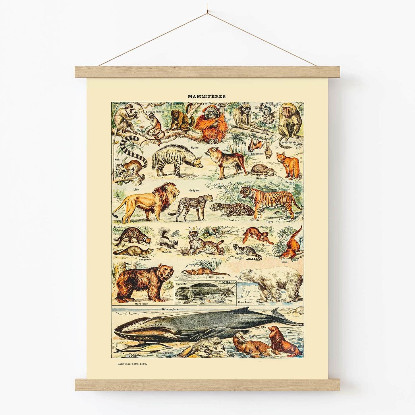 All Sorts of Mammals Art Print in Wood Hanger Frame on Wall