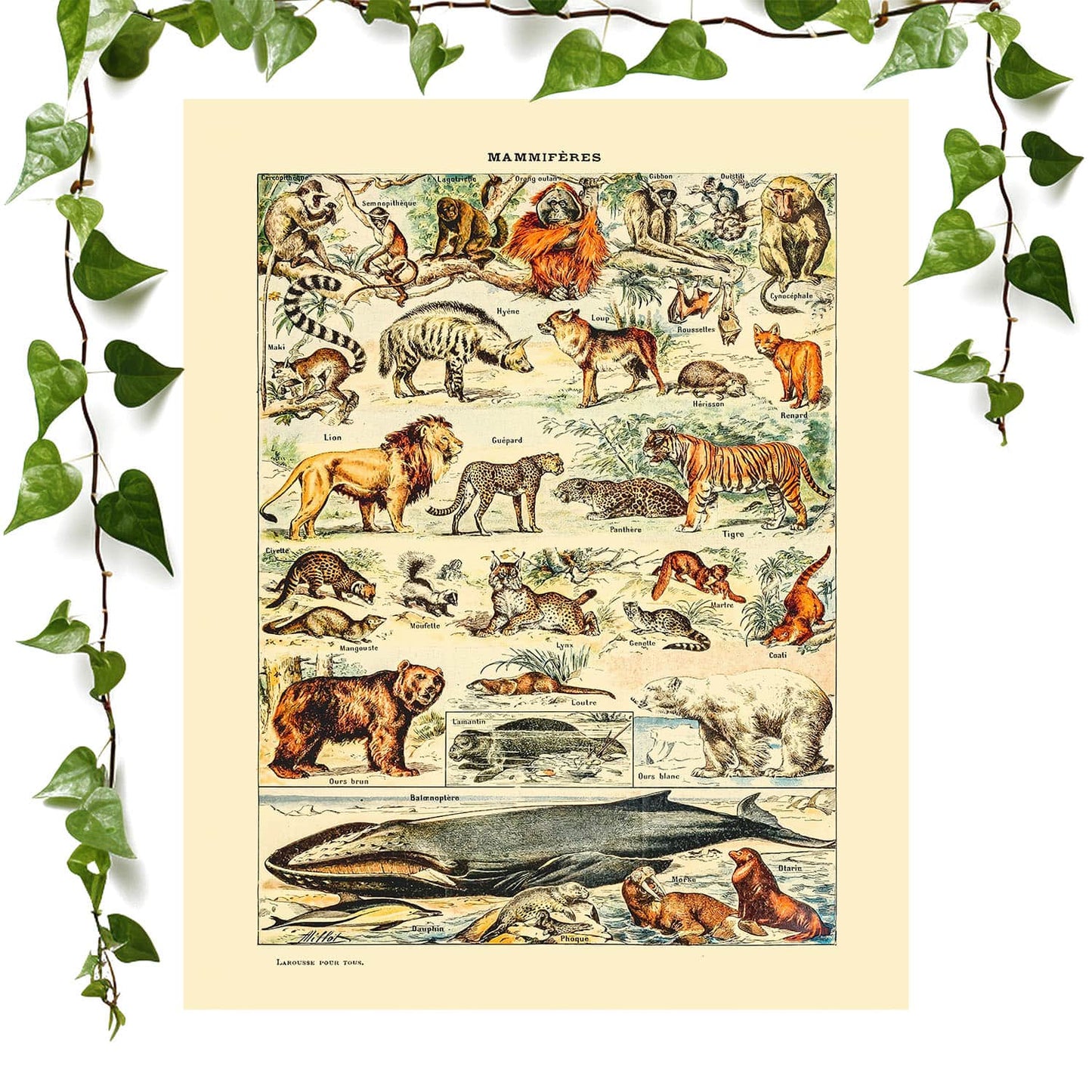 Wild Animals art print scientific mammal chart, vintage wall art room decor