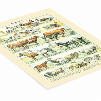 Farm Animals Painting Laying Flat on a White Background