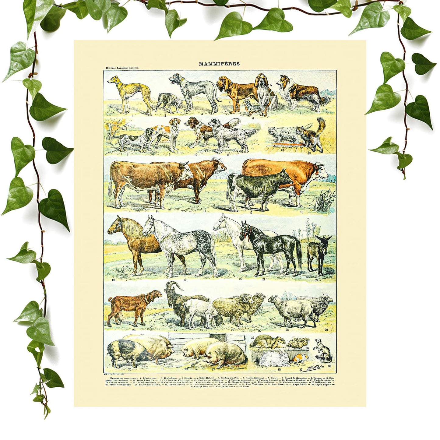 Wild Animals art print farm animal chart, vintage wall art room decor