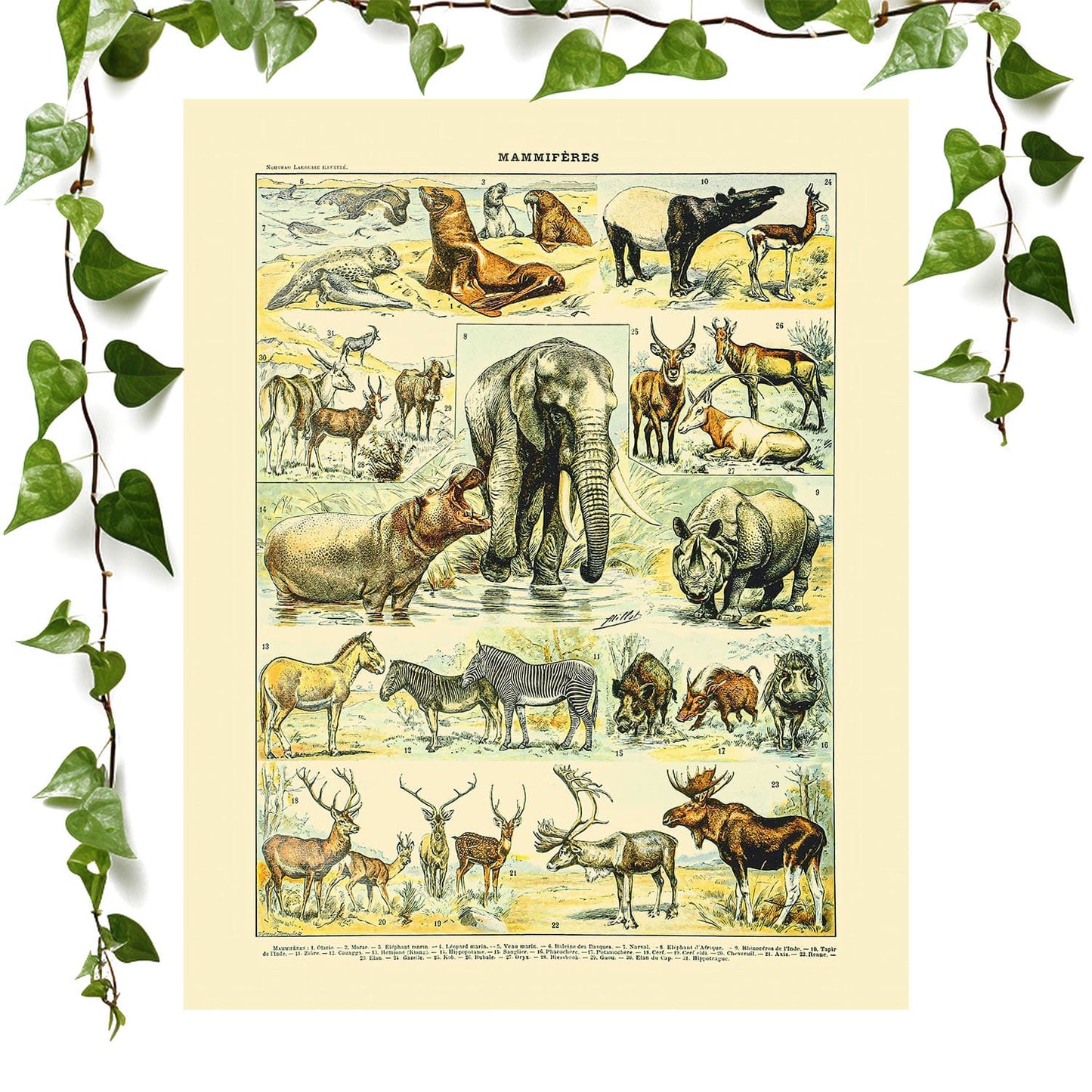 Wild Animals art print large mammals, vintage wall art room decor