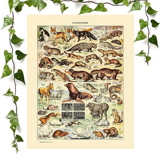 Wild Animals art print cute animal chart vintage wall art