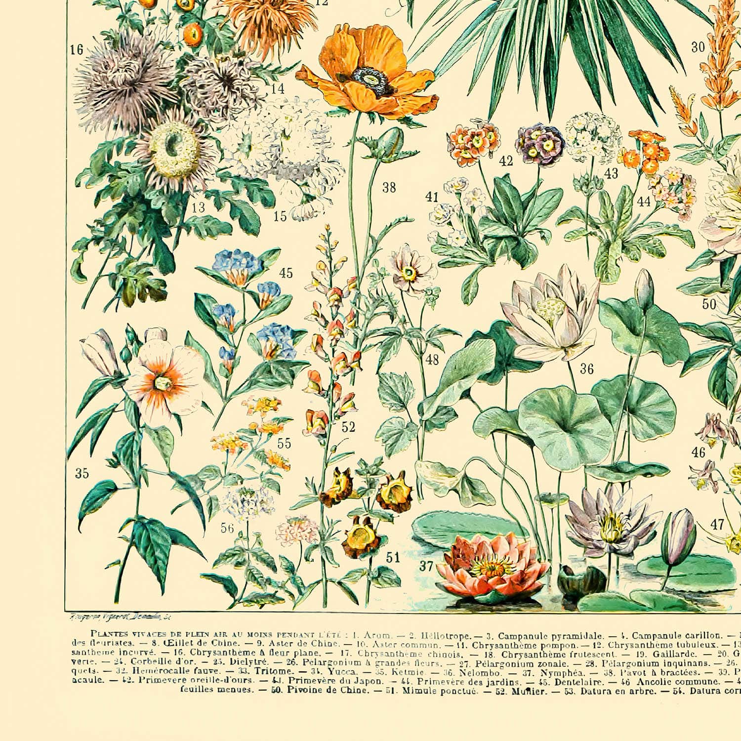 Wildflower Diagram Art Print Close Up Detail Shot