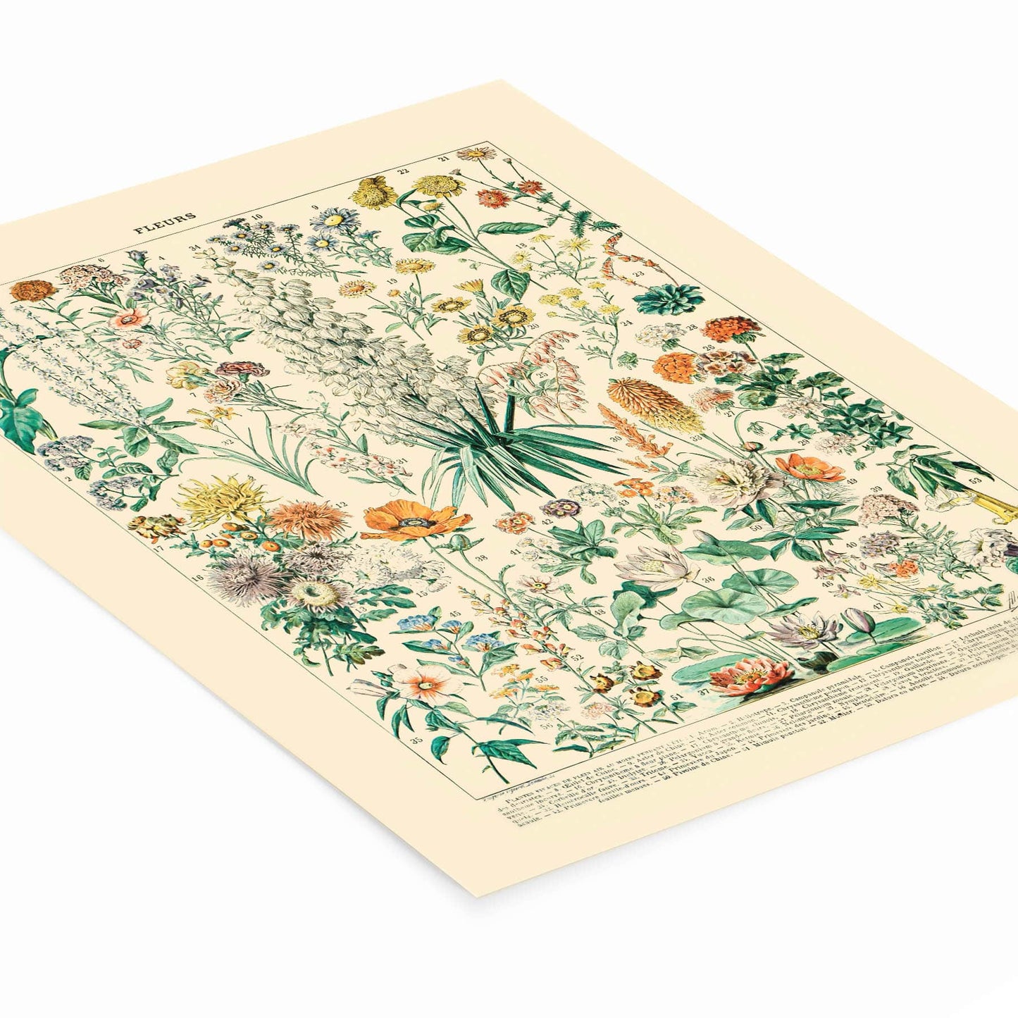 Wildflower Diagram Art Print Laying Flat on a White Background