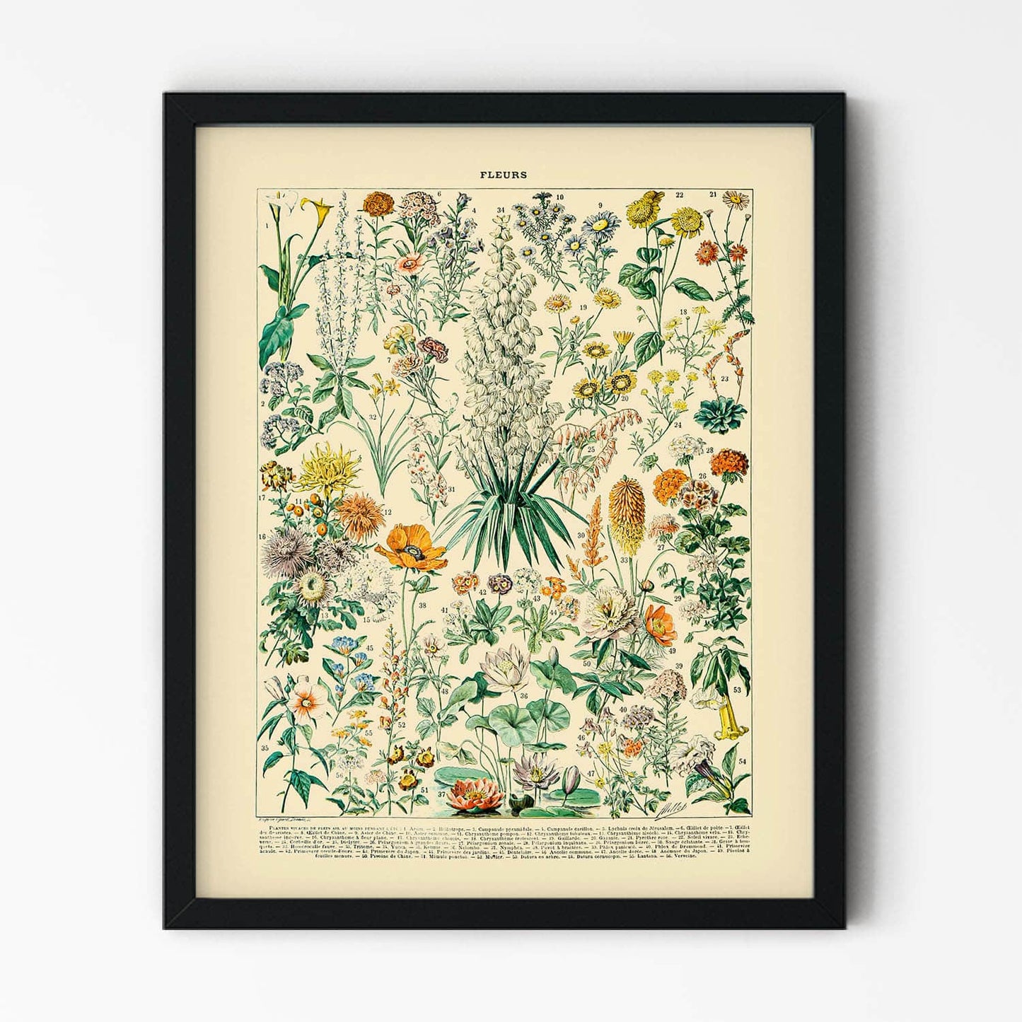 Wildflower Diagram Art Print in Black Picture Frame