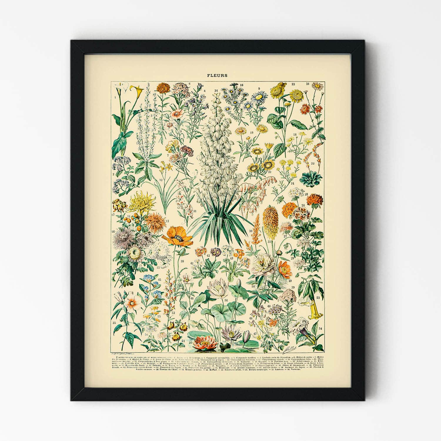 Wildflower Diagram Art Print in Black Picture Frame