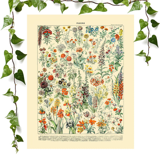 Wildflower art prints featuring a flower poster, vintage wall art room decor