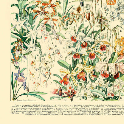 Wildflower and Plants Art Print Close Up Detail Shot