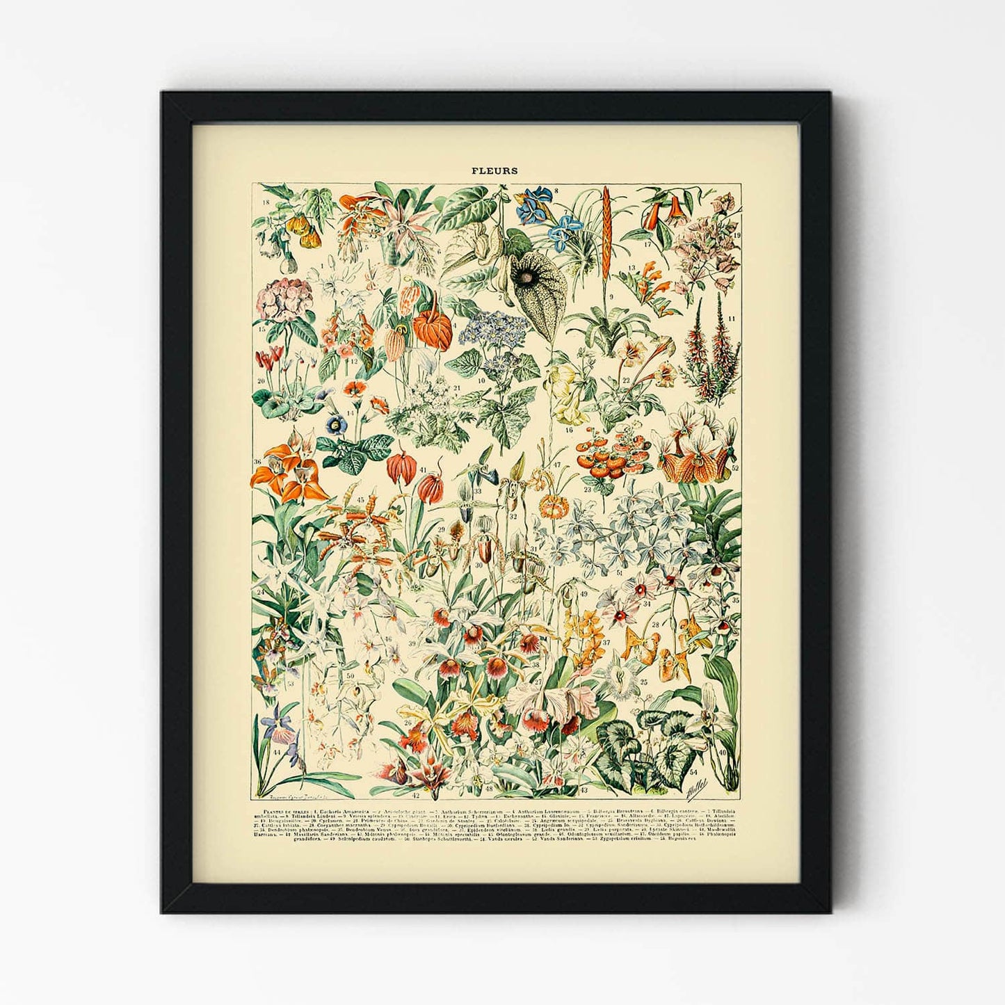 Wildflower and Plants Art Print in Black Picture Frame