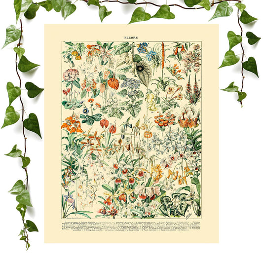Wildflower and Plants art prints featuring a floral poster, vintage wall art room decor